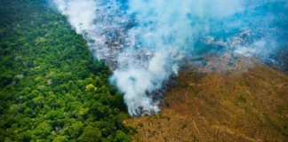 Desmatamento na Amazônia entenda as principais causas e consequências