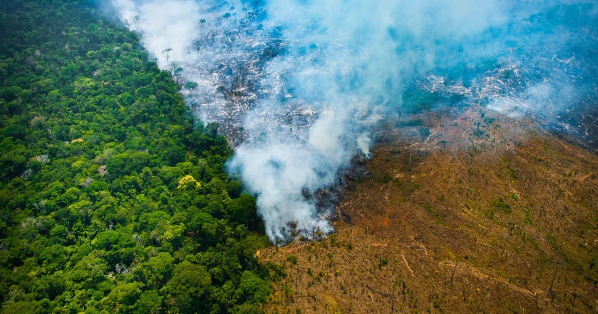 Desmatamento na Amazônia entenda as principais causas e consequências