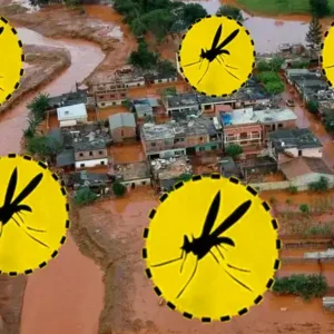 Febre Amarela e Desastres Ambientais: Como a Degradação Ambiental Pode Estar Aumentando o Risco de Epidemias Como a Degradação Ambiental Contribui para o Aumento da Febre Amarela