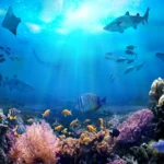 Ciência e saber tradicional se unem pela saúde dos oceanos