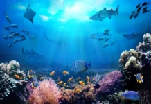 Ciência e saber tradicional se unem pela saúde dos oceanos