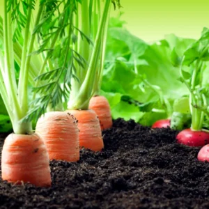 Plantas Companheiras: Vegetais que Podem ser Plantados Juntos vegetais que podem ser plantados juntos