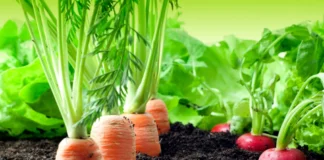 vegetais que podem ser plantados juntos