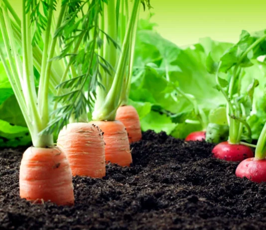 vegetais que podem ser plantados juntos