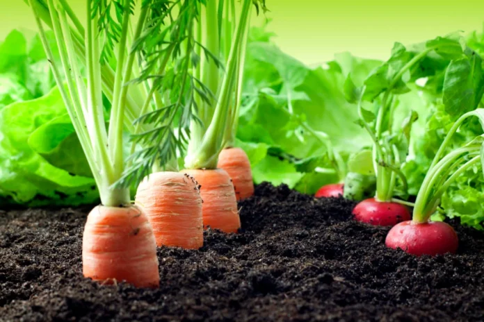 vegetais que podem ser plantados juntos