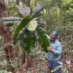 A Guapeba (fruta-do-Imperador ou árvore-imperial) é rara. Mas foi achada recentemente na Reserva Biológica de Duas Bocas, em Cariacica (ES) por um grupo do Instituto Estadual de Meio Ambiente e Recursos Hídricos e da Vale do Rio Doce. Foto: Divulgação