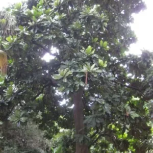 Pesquisadores encontram árvores em extinção no Brasil 2 O Brasil é o país com maior número de espécies de árvores em risco de extinção. São 1.788 espécies em todo o território nacional. Foto: Germano Roberto Schuur wikimedia commons