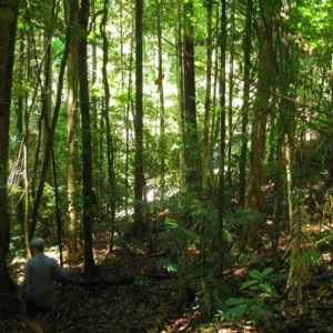 Pesquisadores encontram árvores em extinção no Brasil 3 Quando se fala em extinção, as pessoas pensam em animais. Mas um terço das espécies de árvores do mundo está com risco de desaparecimento, segundo a Botanic Gardens Conservation International. Foto: Killerscene wikimedia commons