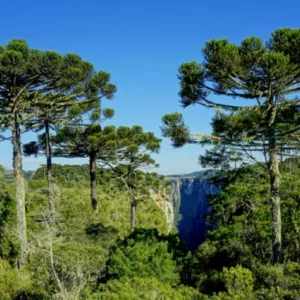Pesquisadores encontram árvores em extinção no Brasil 4 O Brasil é o país com maior número de espécies de árvores em risco de extinção. São 1.788 espécies em todo o território nacional. Foto: Germano Roberto Schuur wikimedia commons