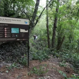 Pesquisadores encontram árvores em extinção no Brasil 5 Quando alguma é encontrada, as pessoas comemoram. Em 2023, pesquisadores da Universidade Federal Rural do RJ e do Jardim Botânico do RJ encontraram duas no Parque Estadual da Serra da Tiririca. Foto: Divulgação Portal da Prefeitura de Niterói
