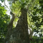 Uma delas é a Eugenia delicata, chamada popularmente de uvaia-pitanga. Os pesquisadores encontraram seis unidades dessa árvore no parque. Foto: Divulgação/Thiago Fernandes