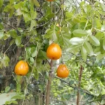 Essa árvore dá frutos comestíveis, alaranjados, que têm sabor semelhante ao da goiaba. Foto: Divulgação/Thiago Fernandes