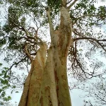 A outra é a Eugenia superba, batizada da linguagem comum como cereja-amarela-de-niterói. Há três árvores desse tipo no parque. Foto: Divulgação