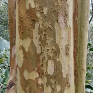 Pesquisadores encontram árvores em extinção no Brasil 9 Seu caule tem troncos descamantes que soltam placas finas que esfarelam quando a pessoa toca. Foto: Divulgação/Thiago Fernandes