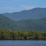 A exploração madeireira, o garimpo, o desmatamento e as mudanças climáticas são fatores de risco. Veja algumas espécies que também estão ameaçadas: Foto: Imagem de Jose Eduardo Camargo por Pixabay