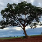 Garapeira - Árvore da Amazônia, da Caatinga e do Cerrado. Também chamada de Barajuba, Jataí e Gema-de-Ovo. Foto: Hermógenes Teixeira Pinto Filho WIKIMEDIA COMMONS