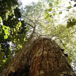Pesquisadores encontram árvores em extinção no Brasil 13 Mogno - Típica do bioma da Amazônia. Também chamada de Acaju , Aguano, Caoba e Mara. Foto: Signey wikimedia commons