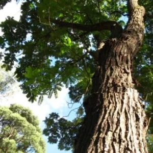 Pesquisadores encontram árvores em extinção no Brasil 14 Cedro-Rosa - Árvore da Amazônia, da Caatinga, do Cerrado e da Mata Atlântica. Também chamada de Capiúva, Cedrilho, Cedro-Mando e Cedro-Cheiroso. Foto: Divulgação