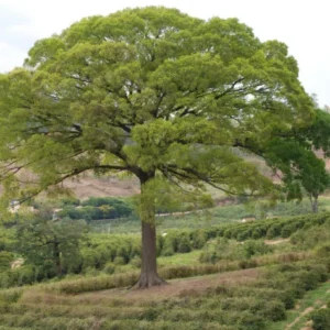Pesquisadores encontram árvores em extinção no Brasil 16 Jequitibá-Branco - Árvore da Amazônia, do Cerrado e da Mata Atlântica. Também chamada de Estopa, Cachimbeiro, Pau-de-Cachimbo e Mussambê. Foto: Mauroguanandi, Mauro halpern - wikimedia commons
