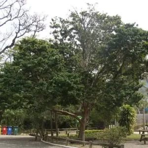 Pesquisadores encontram árvores em extinção no Brasil 17 Pau-brasil - Bioma da Mata Atlântica. Também chamada de Arabutã, Ibirapitá, Pau-de-Pernambuco e Pau-de-Tinta. Inspirou o nome do Brasil. Foto: Der Kolonist - WIKIMEDIA COMMONS