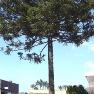 Pesquisadores encontram árvores em extinção no Brasil 18 Araucária - Bioma da Mata Atlântica. Também chamada de Pinheiro-d-Paraná, Pinheiro-Brasileiro e Curi. Foto: Rubensl wikimedia commons