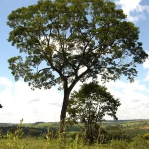 Pesquisadores encontram árvores em extinção no Brasil 19 Pau-Amarelo - Bioma da Amazônia - Também chamado de Amarelão, Amarelo-Cetim, Muiratana, Piquiá-Cetim e Pau-cetim. Foto: Domínio público