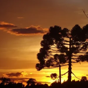 Pesquisadores encontram árvores em extinção no Brasil 20 As árvores ajudam a apoiar o ecossistema natural e são consideradas essenciais para combater o aquecimento global e as mudanças climáticas. A extinção de uma única espécie de árvore pode causar a perda de outras. Foto: Imagem de Elton Sipp por Pixabay