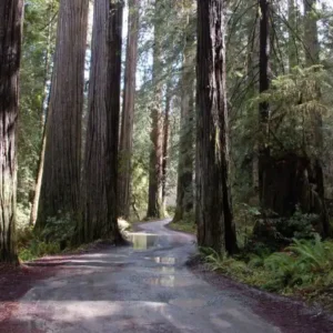 Pesquisadores encontram árvores em extinção no Brasil 21 Portanto, vamos fazer de tudo para preservar as árvores e o meio ambiente de forma geral. Foto: Imagem de Milt Ritter por Pixabay