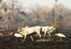 Municípios com maior produção de gado no Amazonas lideram focos de incêndio florestal Municípios com maior produção de gado no Amazonas lideram focos de incêndio florestal