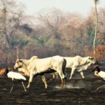 Municípios com maior produção de gado no Amazonas lideram focos de incêndio florestal Municípios com maior produção de gado no Amazonas lideram focos de incêndio florestal