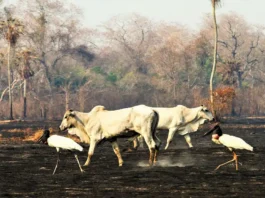 Municípios com maior produção de gado no Amazonas lideram focos de incêndio florestal