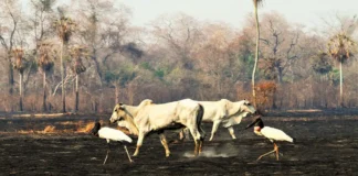 Municípios com maior produção de gado no Amazonas lideram focos de incêndio florestal