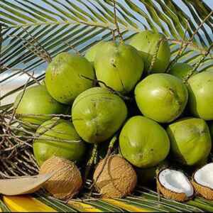 Nova Política Federal de Incentivo à Produção de Coco no Brasil Governo Federal institui a Política de Incentivo à cocoicultura de qualidade