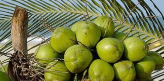 Governo Federal institui a Política de Incentivo à cocoicultura de qualidade