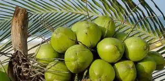 Nova Política Federal de Incentivo à Produção de Coco no Brasil Governo Federal institui a Política de Incentivo à cocoicultura de qualidade