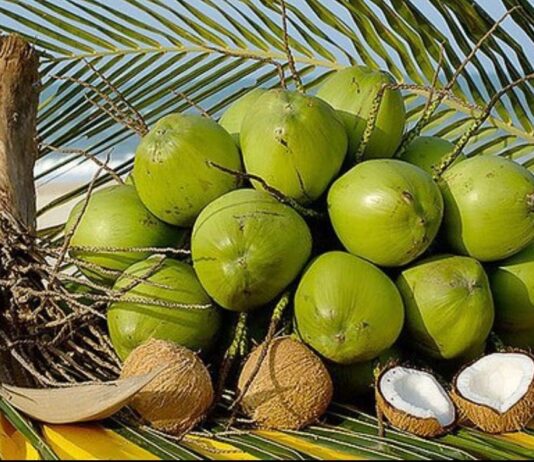 Governo Federal institui a Política de Incentivo à cocoicultura de qualidade