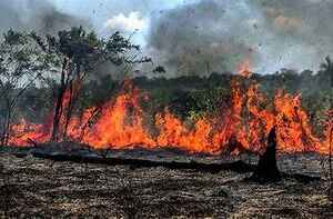 A Crise Climática e os Efeitos Devastadores na Biodiversidade As queimadas na Amazônia têm sido um tema de grande preocupação global