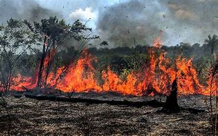 As queimadas na Amazônia têm sido um tema de grande preocupação global