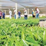 Reflorestamento da Amazônia com o Sistema Muvuca sistema