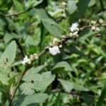 Planta invasora em áreas agrícolas vira fonte de renda planta