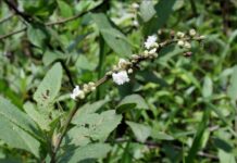 Planta invasora em áreas agrícolas vira fonte de renda planta