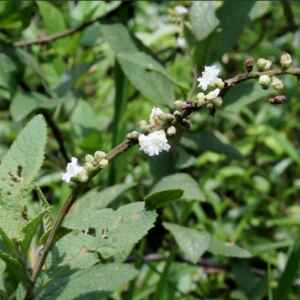 Planta invasora em áreas agrícolas vira fonte de renda planta