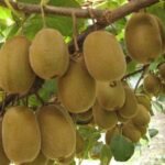 Pela primeira vez, pesquisadores brasileiros sequenciam genoma do cupuaçu cupuaçu