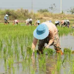 Práticas de produção sustentável de alimentos podem gerar dúvidas na segurança alimentar segurança