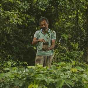 Restauração biocultural oferece alternativa para frear a degradação na Amazônia restauração