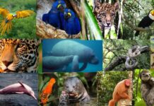 Sequenciamento genético impulsiona a conservação da biodiversidade no Brasil