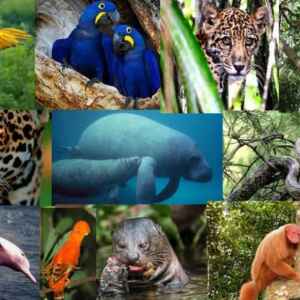 Sequenciamento genético impulsiona a conservação da biodiversidade no Brasil