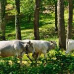 Práticas sustentáveis na pecuária como parte da solução na Amazônia pecuária