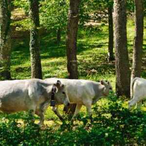 Práticas sustentáveis na pecuária como parte da solução na Amazônia pecuária