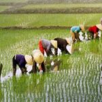 Verra anula créditos de carbono da Shell vinculados ao cultivo de arroz na China Verra